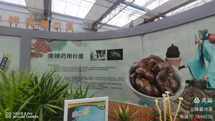 河北省故城县以岭康养庄园之中国金蝉文化馆